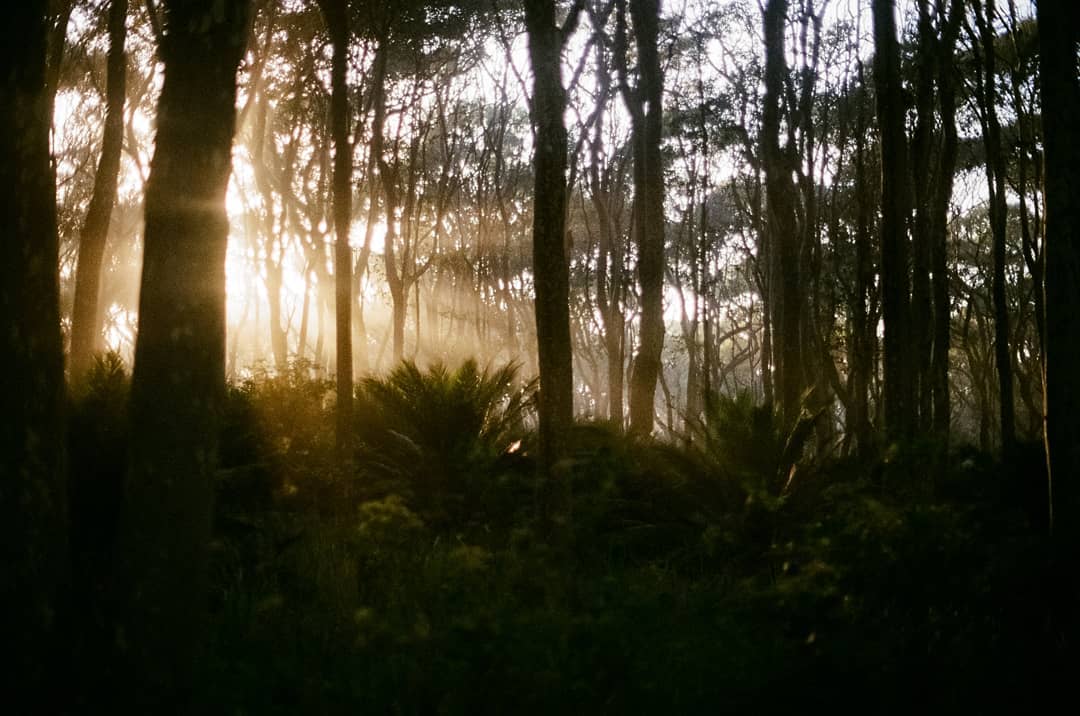 Batemans Bay State Forest - Vertical Perspective